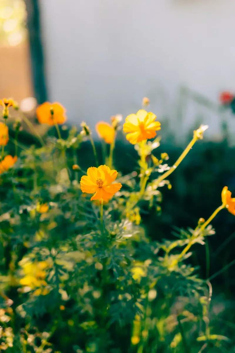 Seasonal planting and flower bed installation