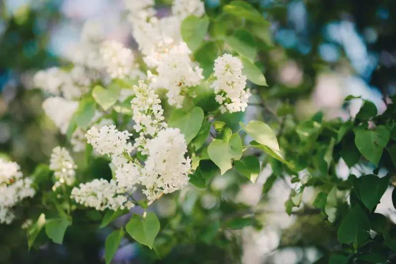 Pruning and shrub maintenance