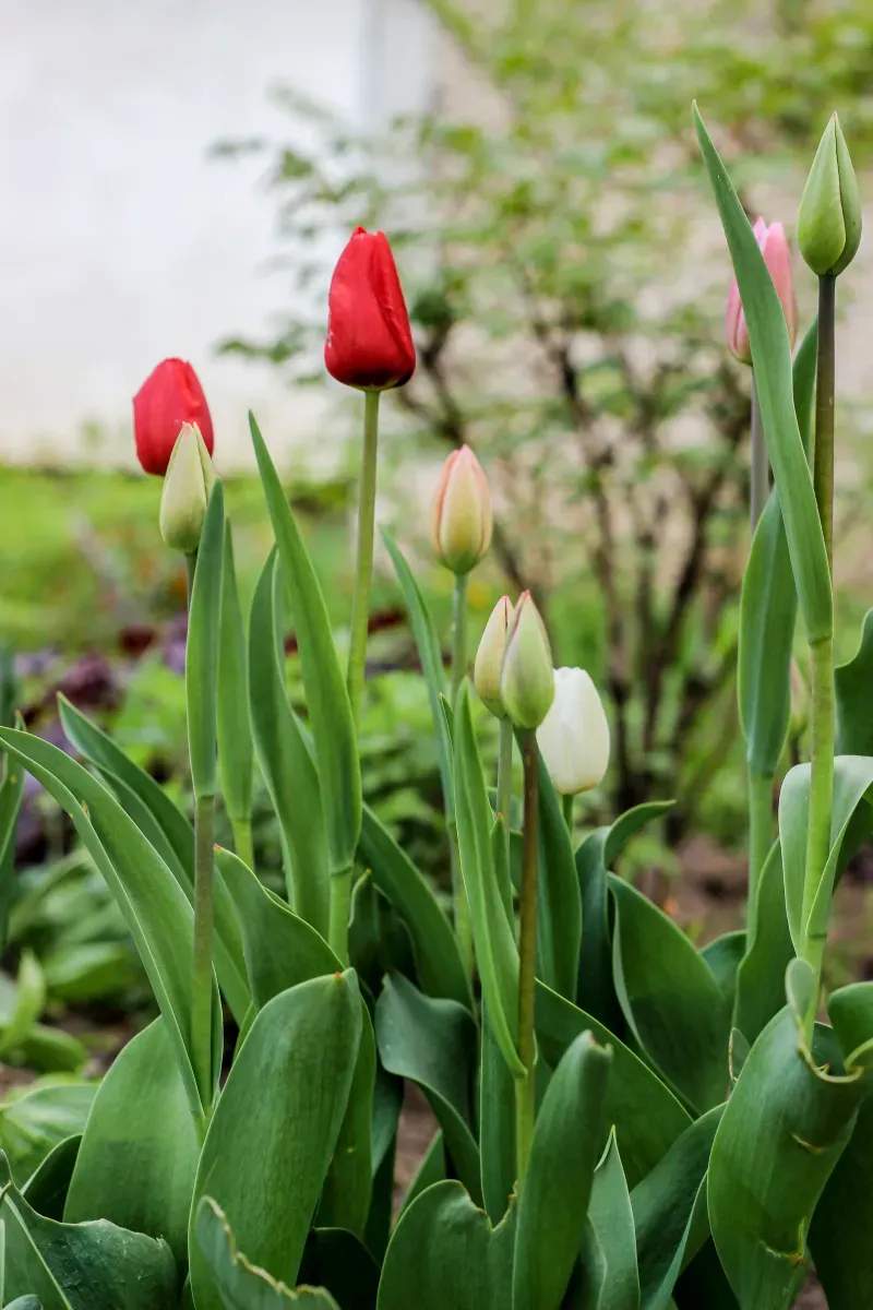 Spring and fall cleanups